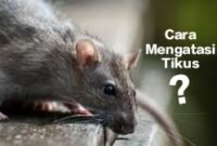 Tikus di rumah, tikus di mobil, tikus di gudang,