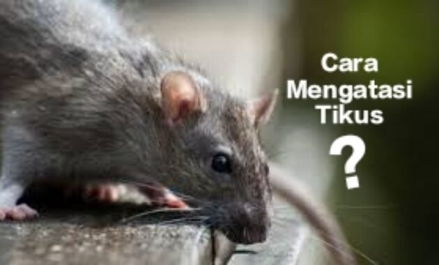 3 Cara Mengatasi Tikus di Rumah, Praktis dan Mudah