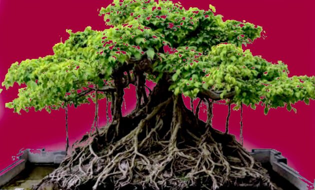 Hobi Tanaman Bonsai? Begini Cara Merawat Menjadi Karya Seni Indah