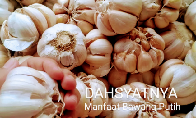 RAHASIA! Manfaat Bawang Putih Untuk Kesehatan Serta Cara Mengkonsumsinya
