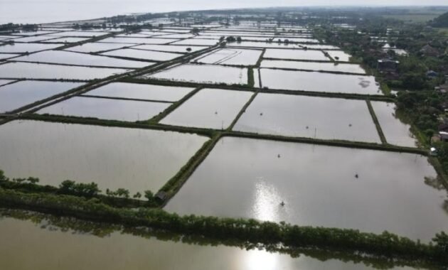 Terungkap! Ternyata Ini Penyebab Kawasan Industri Brebes Batal