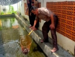 Budidaya lele, budi daya ikan lele, kolam lele sederhana, SMPN 2 bulakamba