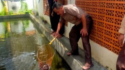 Manfaatkan Sisa Air Wudhu, SMPN 2 Bulakamba Sukses Berternak Ikan Lele