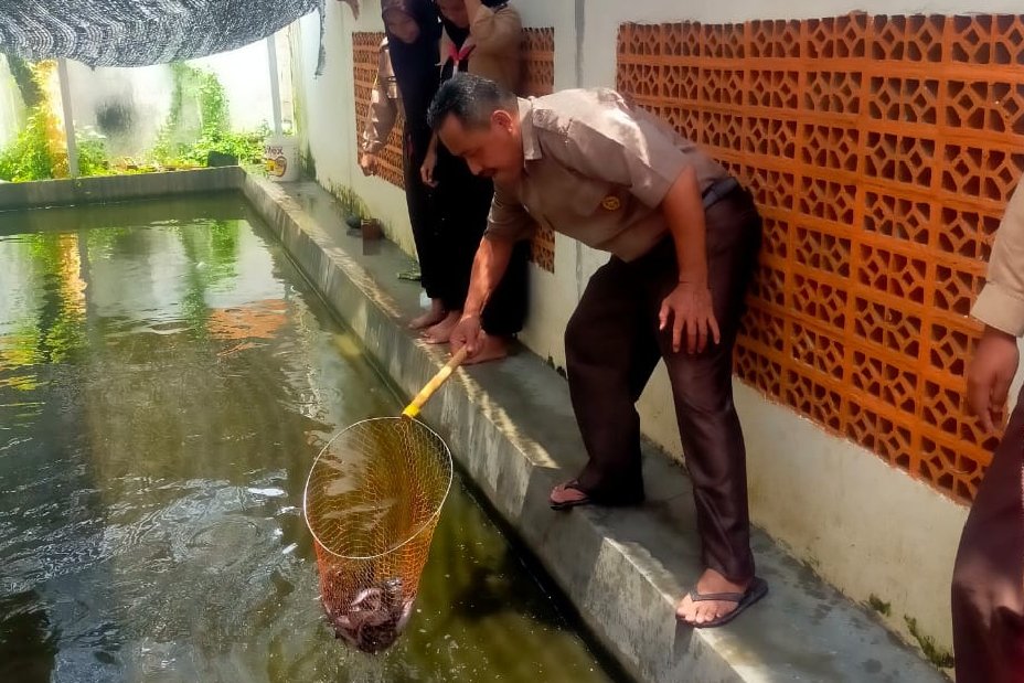 Manfaatkan Sisa Air Wudhu, SMPN 2 Bulakamba Sukses Berternak Ikan Lele 1 Budidaya lele, budi daya ikan lele, kolam lele sederhana, SMPN 2 bulakamba