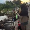 Guyang Kebo Bumiayu, Magnet Ngabuburit Ramadan di Tengah Sawah dan Kerbau