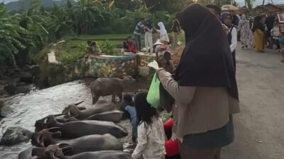Guyang Kebo Bumiayu, Magnet Ngabuburit Ramadan di Tengah Sawah dan Kerbau