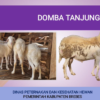 Domba Tanjung Brebes: Aset Genetik Pantura Jadi Unggulan Baru, Populasi Tembus 6.660 Ekor