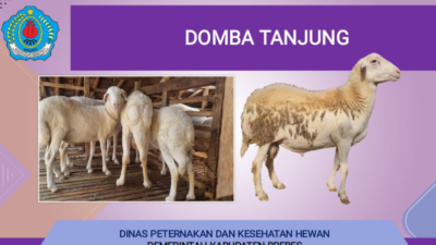 Domba Tanjung Brebes: Aset Genetik Pantura Jadi Unggulan Baru, Populasi Tembus 6.660 Ekor