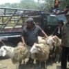 Idul Adha 2026: Stok Hewan Kurban Brebes Surplus, Harga Kambing & Sapi Terkini