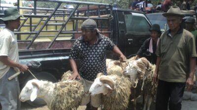 Idul Adha 2026: Stok Hewan Kurban Brebes Surplus, Harga Kambing & Sapi Terkini