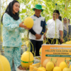 Melon Golden Hami Salem Panen 70 Hari, Bupati Brebes Sebut Untungnya Bisa Tembus 100 Persen