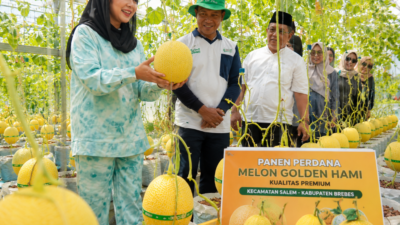 Melon Golden Hami Salem Panen 70 Hari, Bupati Brebes Sebut Untungnya Bisa Tembus 100 Persen