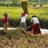 Food Estate Merauke: Ancaman Dibalik Film Misterius?