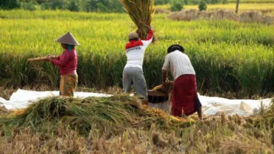 Food Estate Merauke: Ancaman Dibalik Film Misterius?