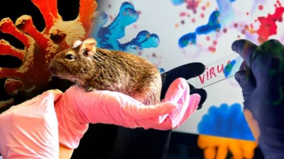 Hantavirus: Ancaman Baru atau Lama di RI?