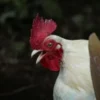 Harga Ayam Naik! Peternak Bernapas Lega