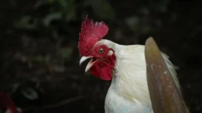 Harga Ayam Naik! Peternak Bernapas Lega