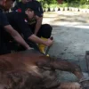 Protein Daging Kurban Setara Whey, Menkes Ingatkan Cara Konsumsi Sehat