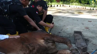 Protein Daging Kurban Setara Whey, Menkes Ingatkan Cara Konsumsi Sehat