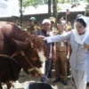 Rambo 1,2 Ton: Sapi Kurban Presiden Prabowo untuk Warga Brebes Terdampak Banjir