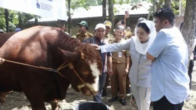 Rambo 1,2 Ton: Sapi Kurban Presiden Prabowo untuk Warga Brebes Terdampak Banjir