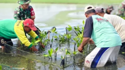 Ribuan Mangrove Bangkit: Pemalang Lawan Abrasi!