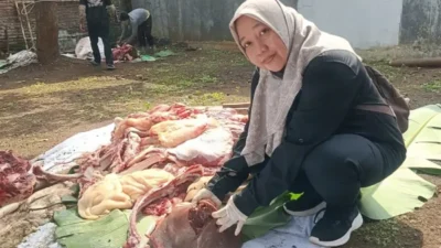 Sapi Kurban Batang Terjangkit Cacing Hati?