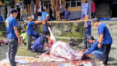 Sapi Menteri KKP untuk Kurban UMBS Brebes!