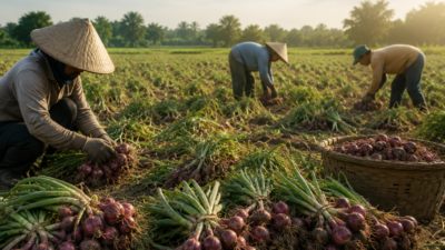 Harga Bawang Tinggi, Maling Panen Duluan: Bawang Merah Petani Brebes Raib di Sawah