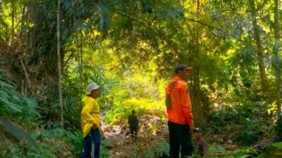 Hari Kedua Pencarian Mbah Naruh di Hutan Paguyangan, Tim Gabungan Perluas Penyisiran