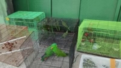 Dua Aparat Ditangkap Selundupkan Ratusan Satwa Endemik Papua di Tanjung Priok