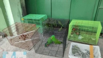 Dua Aparat Ditangkap Selundupkan Ratusan Satwa Endemik Papua di Tanjung Priok