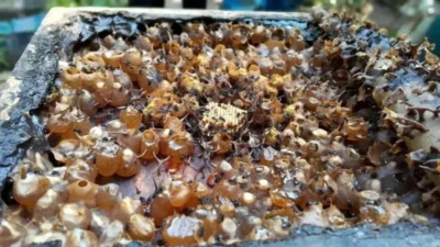 Probiotik Madu Lebah Tanpa Sengat Indonesia: BRIN Ungkap Manfaat Kesehatan Luas