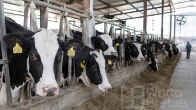 Investasi Peternakan Sapi Perah Brebes Dipercepat, Serap Ribuan Pekerja Baru