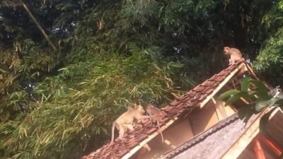 Kemarau Panjang di Brebes, Kawanan Kera Liar Serbu Permukiman di Tonjong