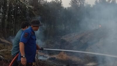 Kebakaran Hutan Pinus di Paguyangan Brebes Hanguskan Lebih dari 2 Hektare Lahan