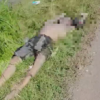 Mayat Pria Bertato Tanpa Identitas Ditemukan Mengapung di Sungai Poncol Brebes