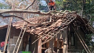 Pohon Besar Tumbang Timpa Rumah Warga Tonjong Brebes, Satu Keluarga Mengungsi